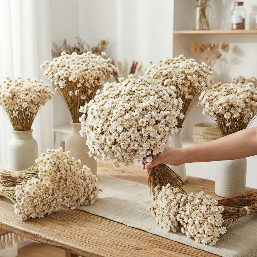 Flor Sempre Viva Seca e Desidratadas Cor Branca | 200 a 800 Flores Decoração, Arranjo e Buquê