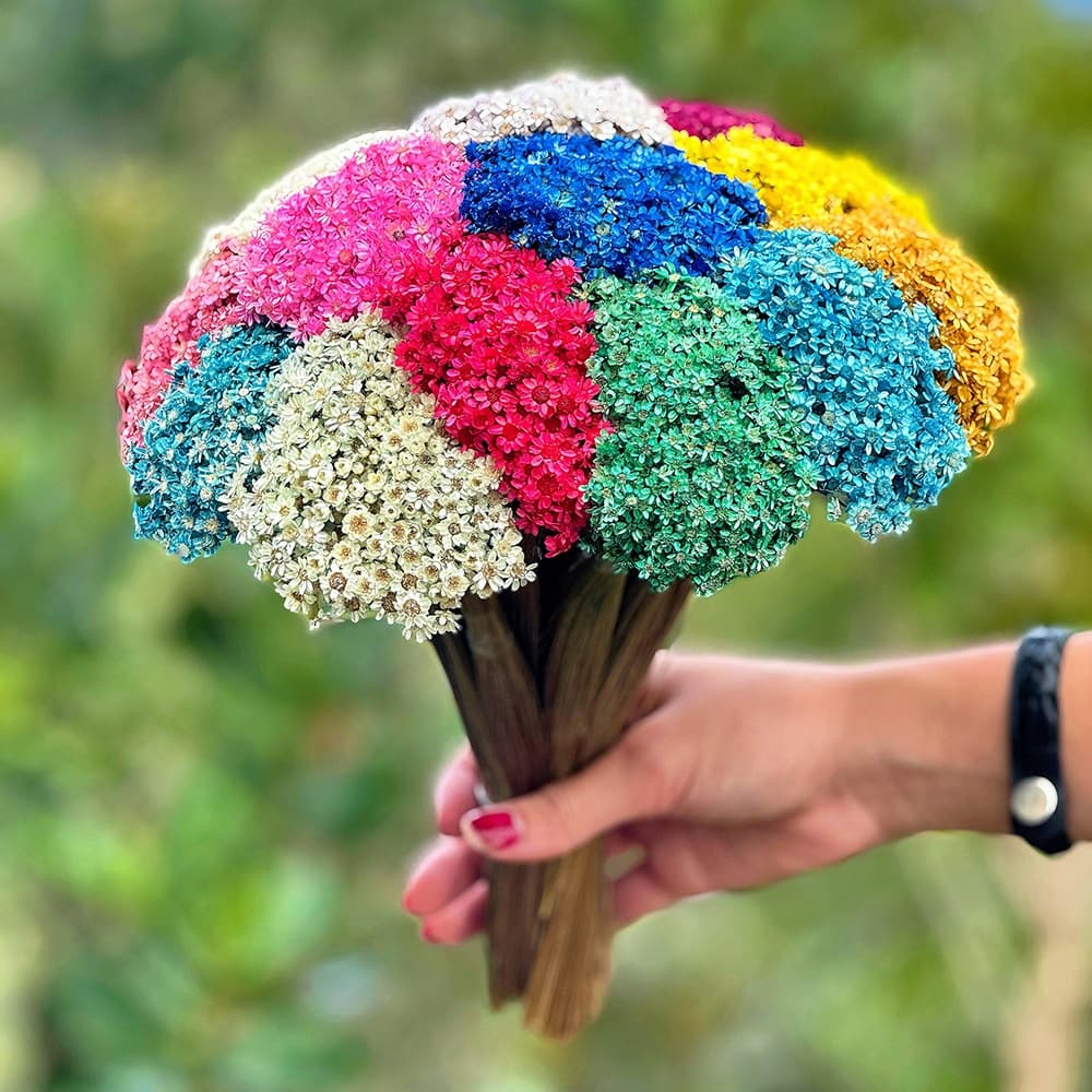 Sempre vivas - 750 unidades - COLORIDAS