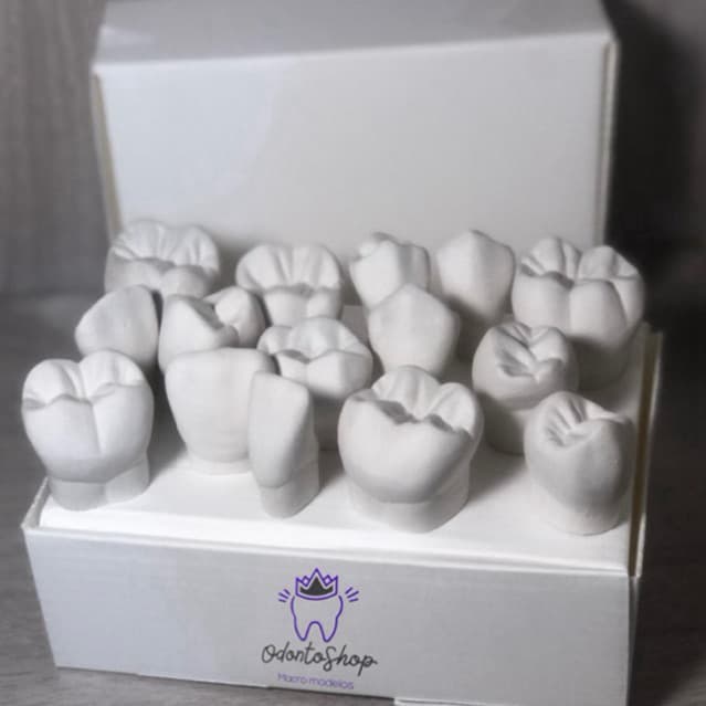 kit MACROMODELO macro modelo estudo anatomia dental odontologia