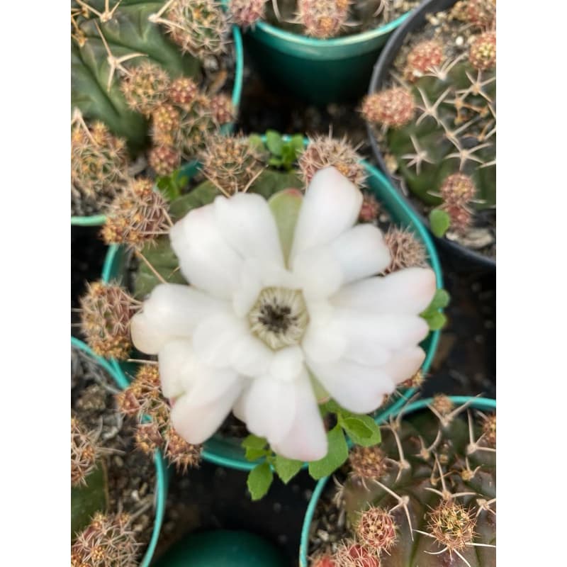 Cactos amendoim Gymnocalycium