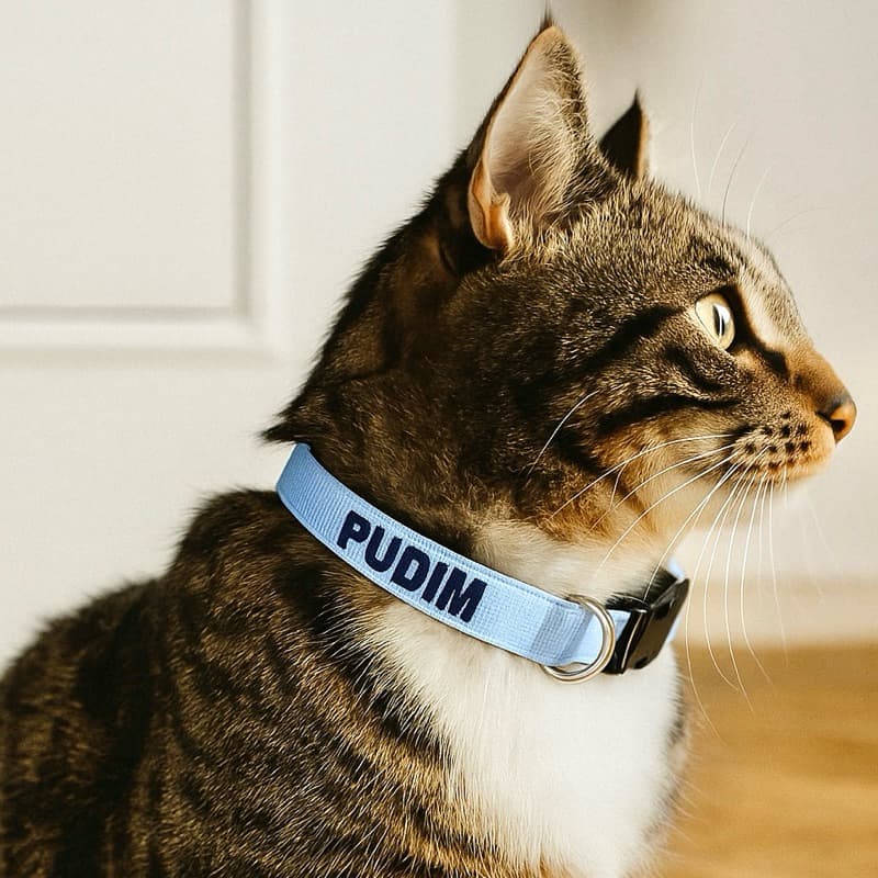 Coleira gato nome telefone- Coleira gato personalizada- Coleira gato identificação