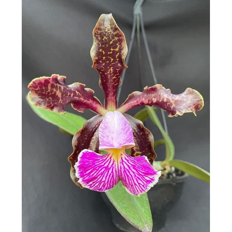 Orquídea Cattleya schilleriana tipo a florir