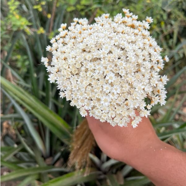 Flor Sempre-Viva Branca Premium | 200 a 1000 Flores Secas para Casamento, Arranjos e Artesanato
