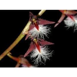 Bulbophyllum Miniatum