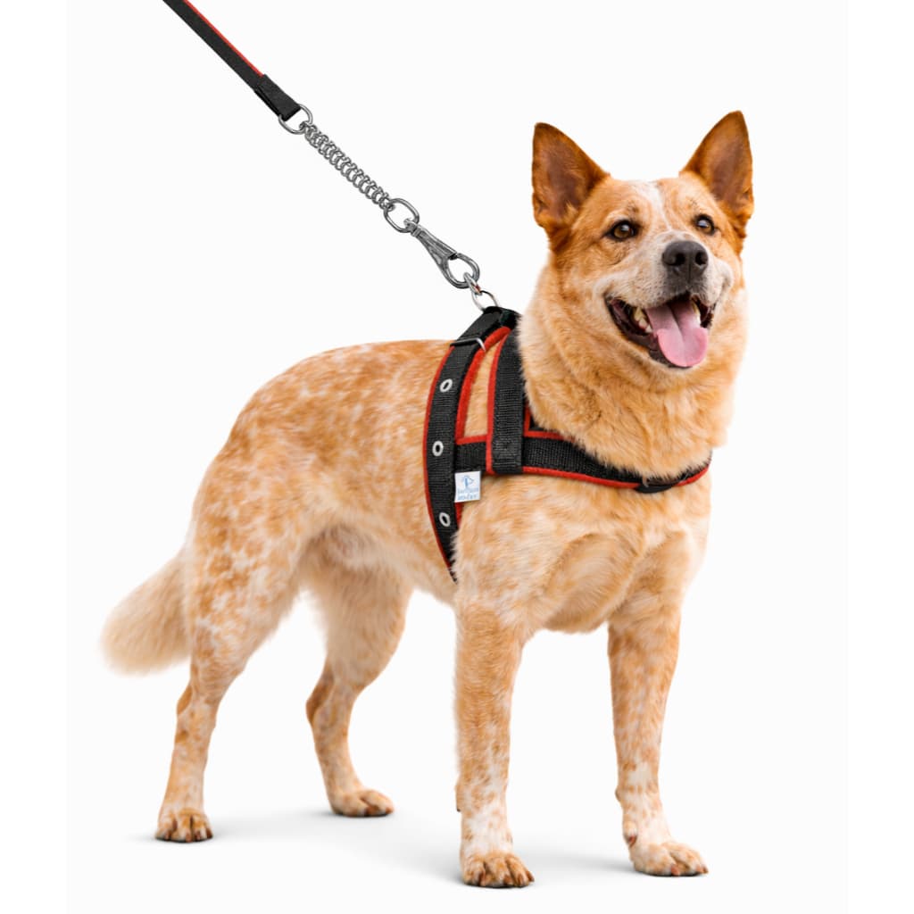 Coleira Forrada Para Cachorros Médio Grande Porte + Guia De Passeio Com Amortecedor Peitoral Fita