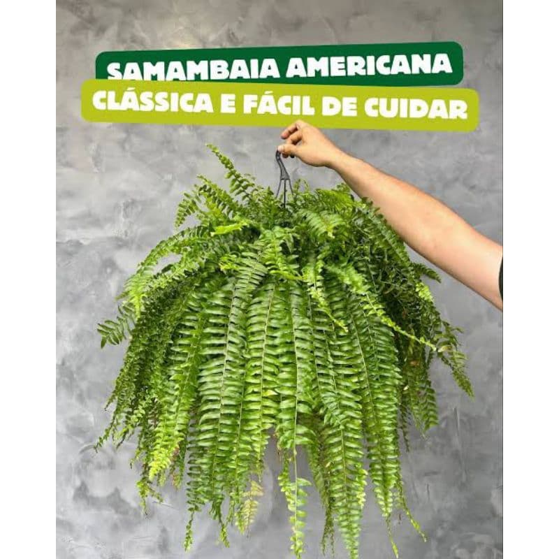 Samambaia Americana Natural para Decoração de Ambientes