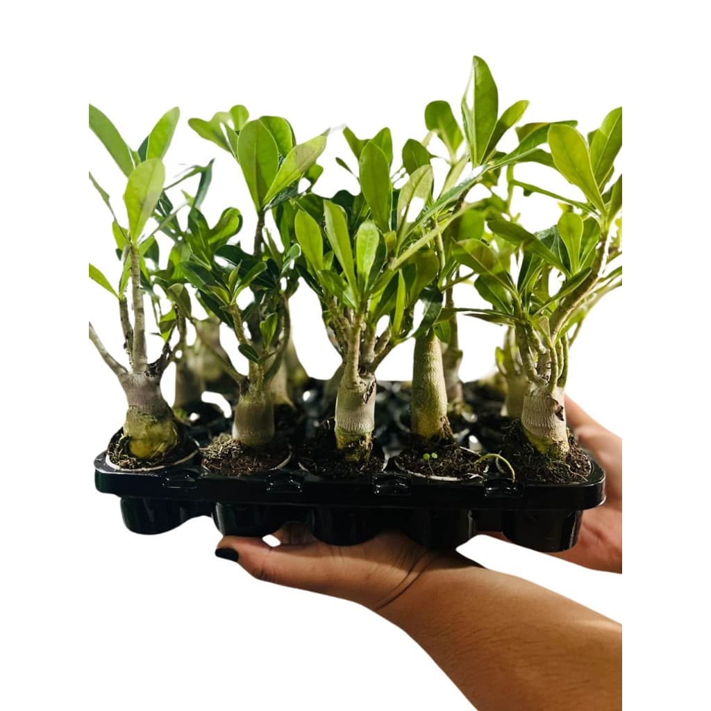 Kit 5 Rosa do Deserto Dobradas Exoticas Varias Cores Caudex