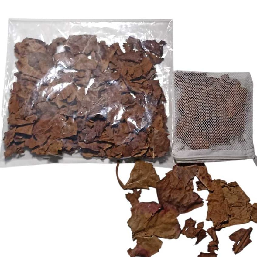 Folha De Amendoeira Castanheira Castanhola 15g mais Beg