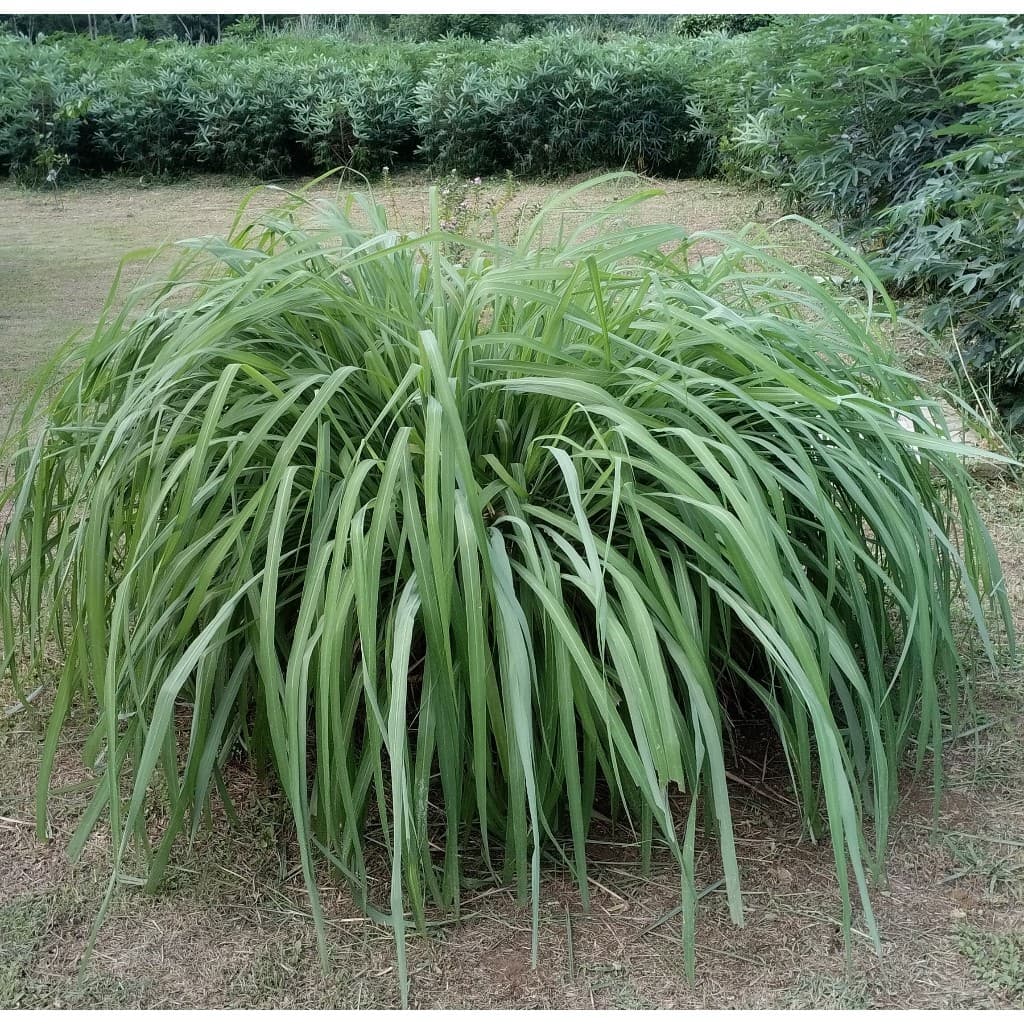 Mudas de Citronela Natural – Planta Repelente de Mosquitos e Insetos