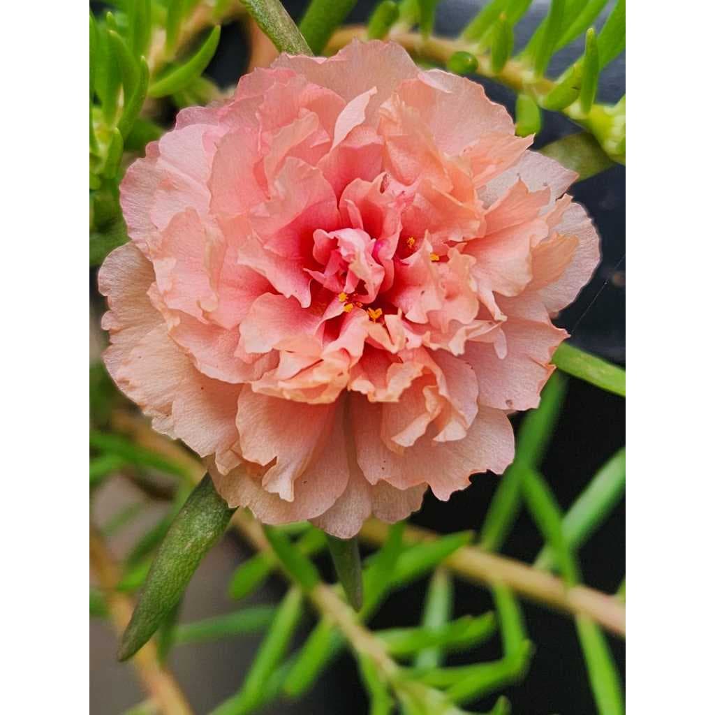 Onze Horas - estaquias flores dobradas