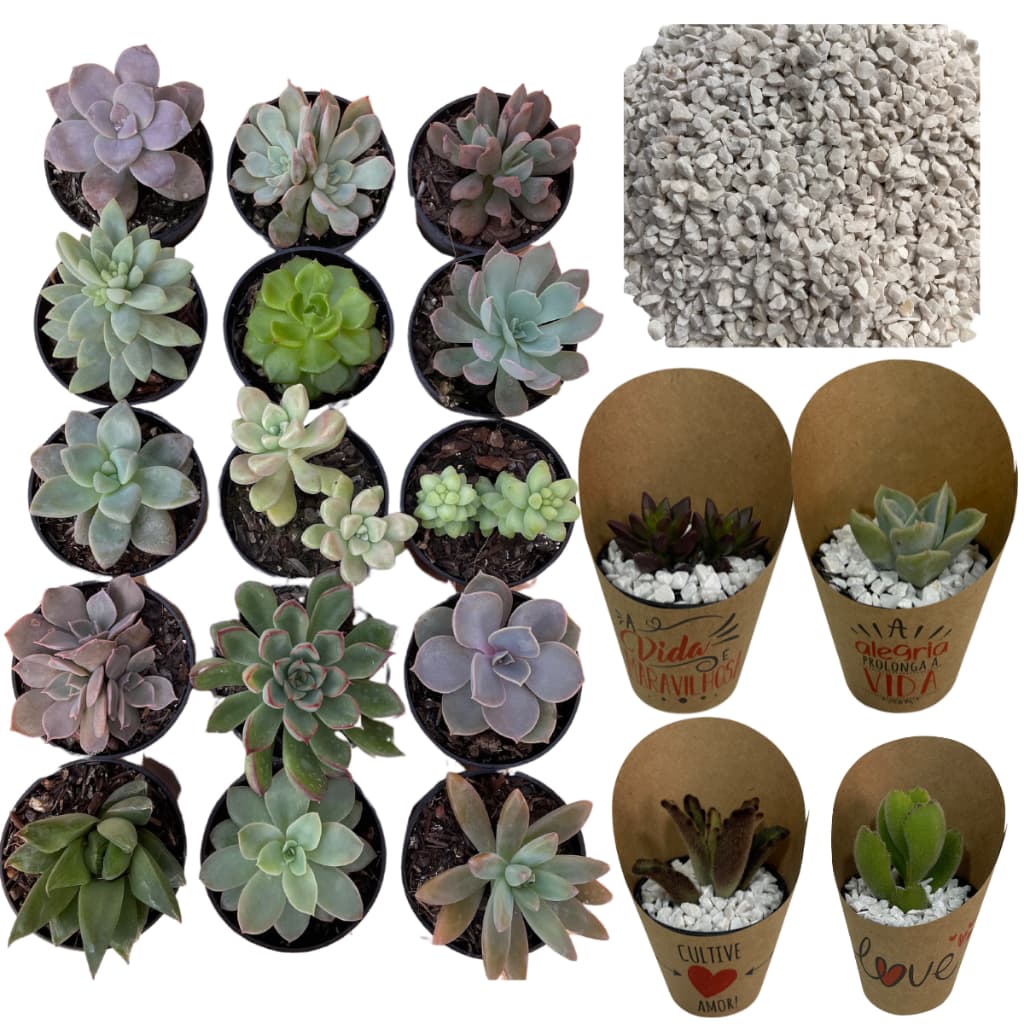 Kit 10/15/20 ou 30 Mini Suculentas Variadas para Lembrancinhas  + Cachepots + Pedrinha Branca