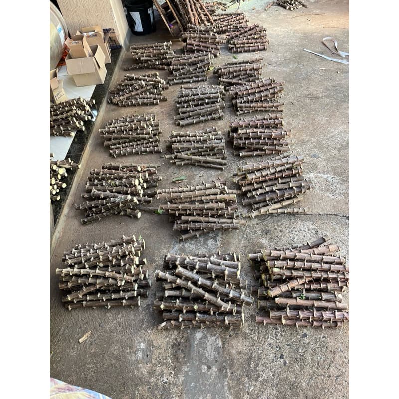 100 Ramas de Mandioca, MANIVA EMBRAPA, Amarela, Selecionadas.