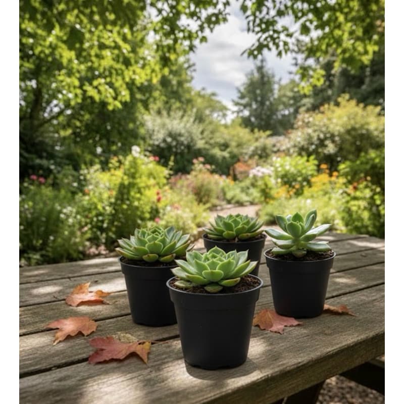 Kit Com 30Vasos de Parede para Jardim flor e flores Vertical Marrom - 150ML grande pequeno