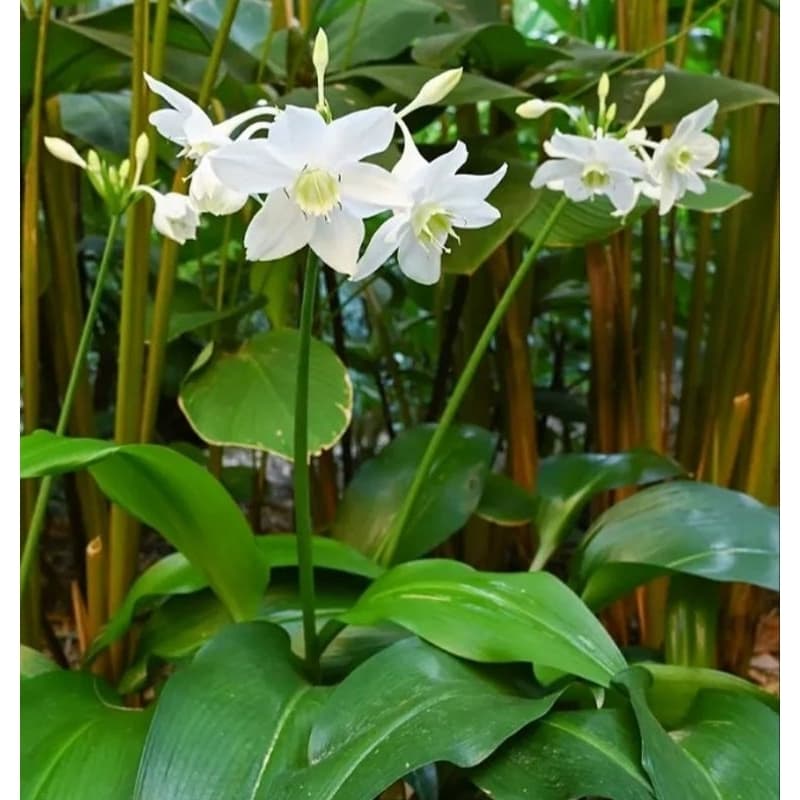 Muda de lírio do Amazonas plantada no vasinho