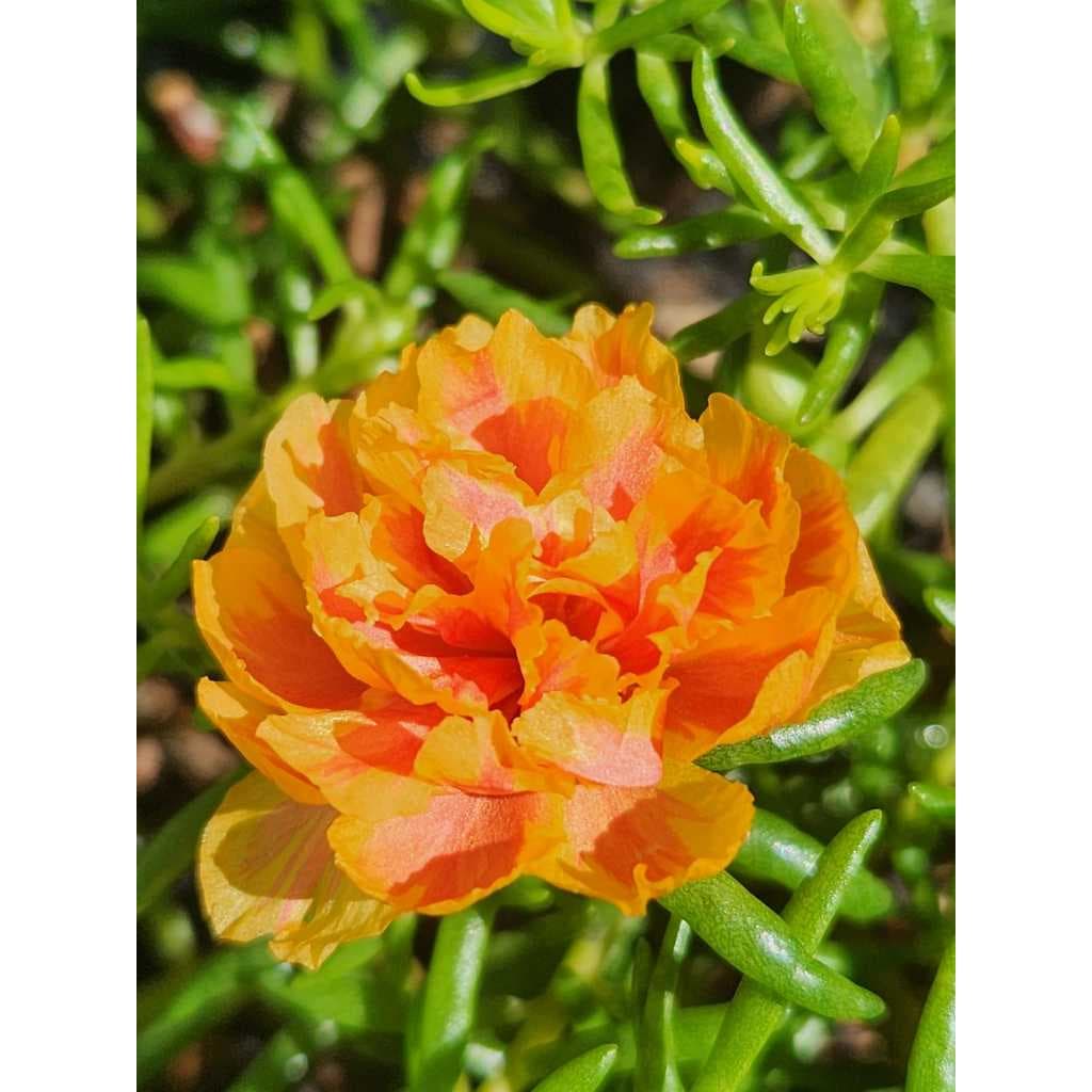 Onze Horas flores dobradas