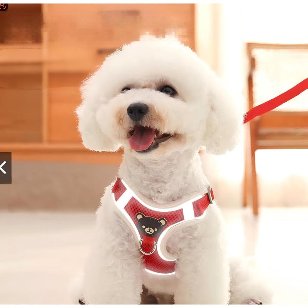 Coleira Peitoral Para Cachorro Cães Pequenos Teddy Bee Respirável Cabo Reboque