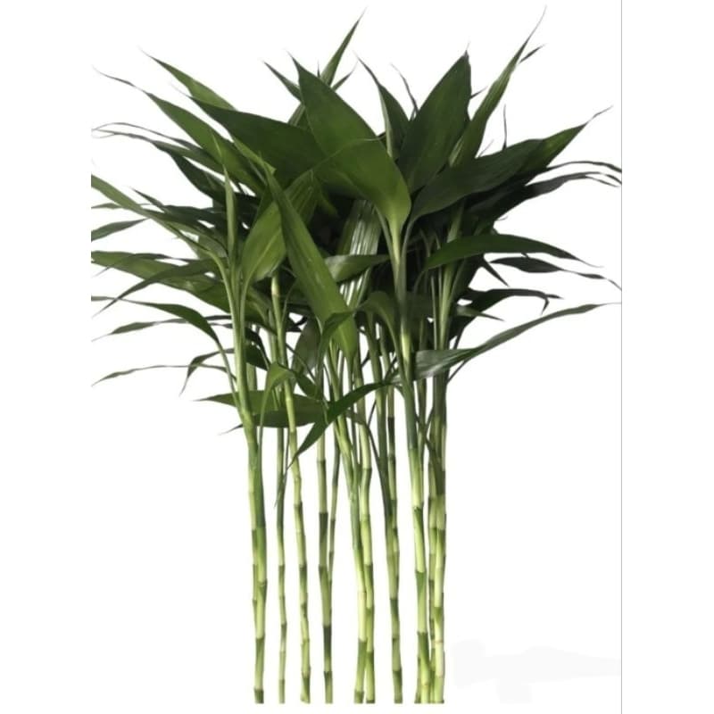 bambu da sorte 3 hastes 60cm/decoração sala escritório(Não inclui vaso)