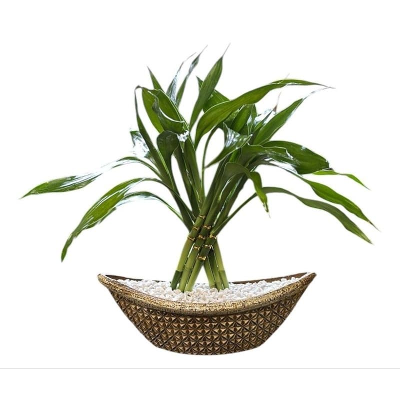 bambu da sorte trançado 6 hastes + barca / canoa + pedrinhas branca