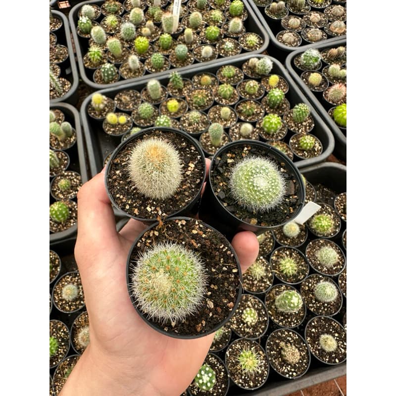 Cactos lindo PROMOÇÃO!!