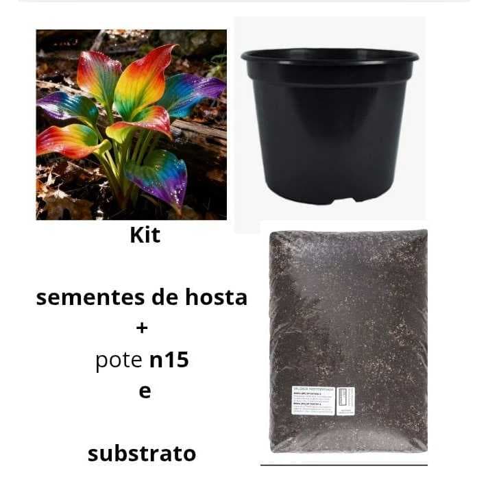 kit semente de flores de hosta + pote  + Substrato Plantio