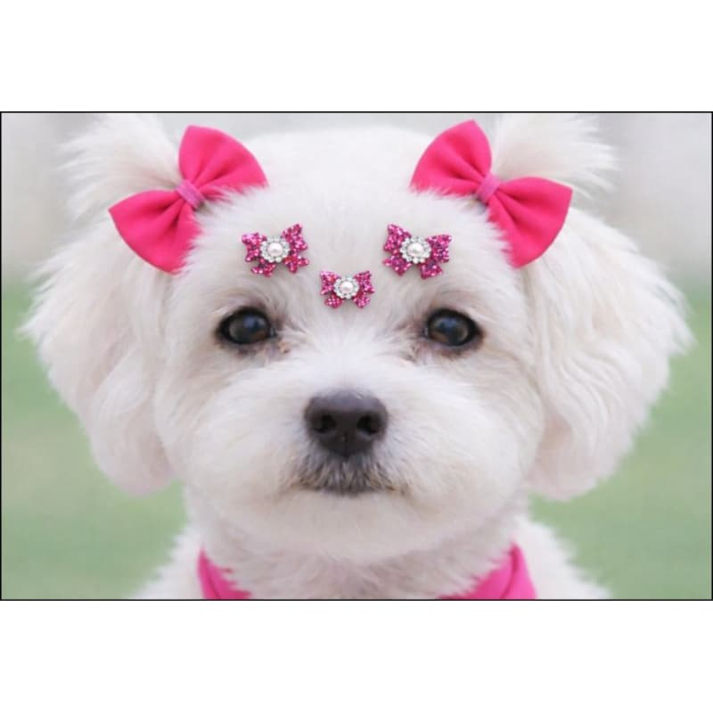 20 LAÇOS ADESIVO PET- pêlo curto