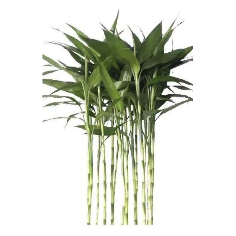 bambu da sorte hastes 55 a 60cm/+Hidrogel(não inclui vaso)