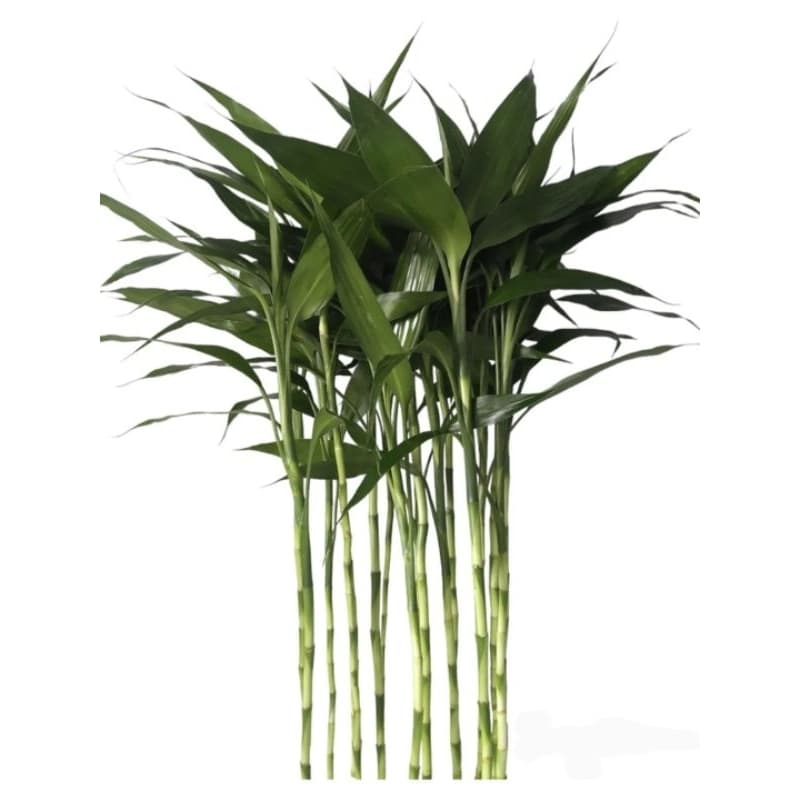 bambu da sorte  hastes 40cm+ Hidrogel(Não inclui vaso)