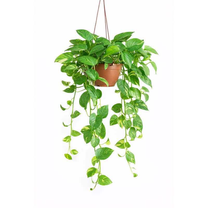 Jiboia Pendente 40cm em Vaso Decorativo | Ideal para Ambientes Internos, Purifica o Ar e Decoração Verde