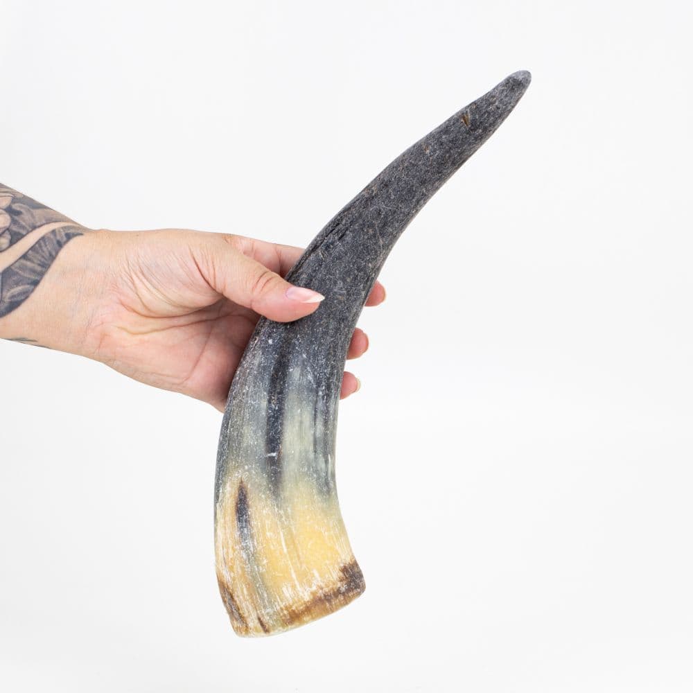 Chifre Bovino Grande Mordedor 100% Natural - 1un