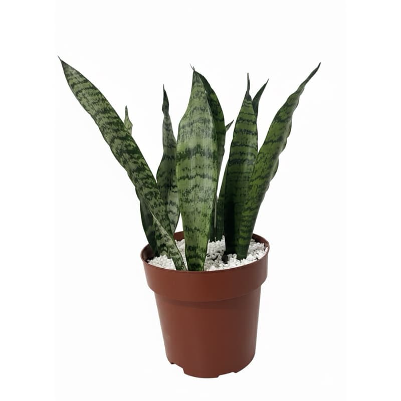Espada de São Jorge 35cm Planta Ornamental Proteção Energética Decoração Elegante Presente Ideal