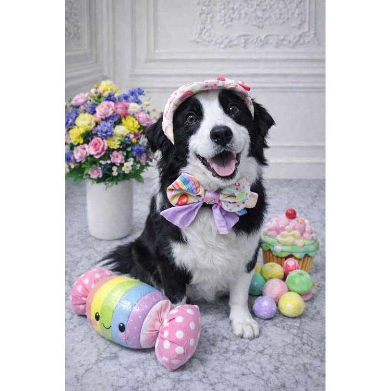 Kit Boné Pet + Gravata Borboleta Pet 100% Tricoline PP ao GG Fantasia Aniversário Smash the Cake