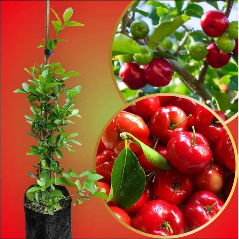 muda de acerola gigante enxertada produção precoce plantios vaso ou solo