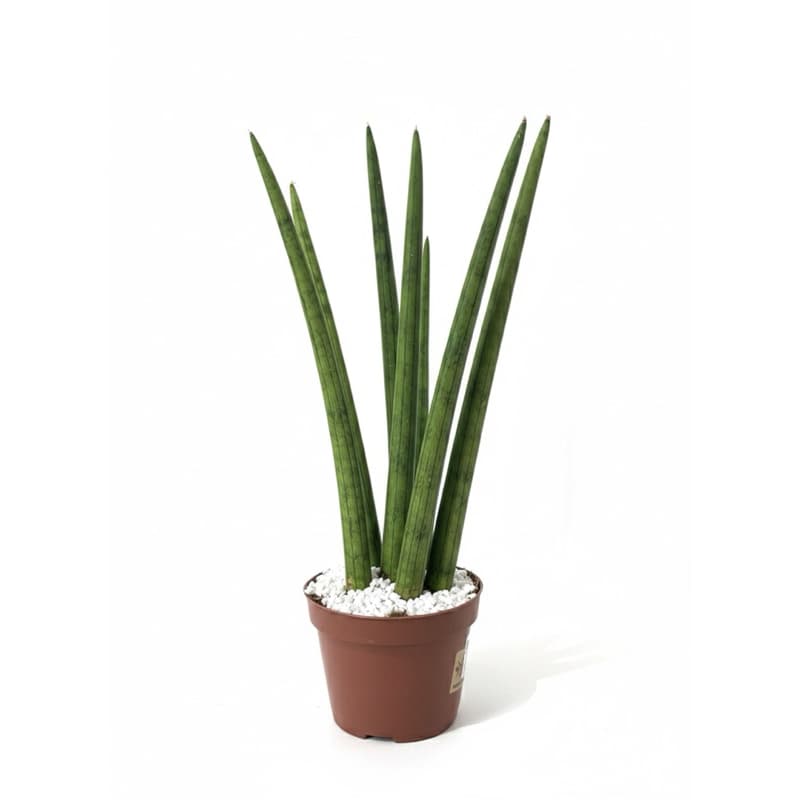 Lança de São Jorge 45cm em Vaso Decorativo | Ideal para Ambientes Internos e Proteção Espiritual olho gordo sansevieria