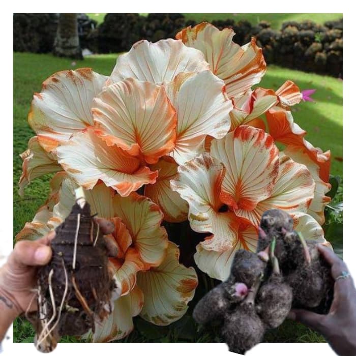 bulbo de caladium Snowfall Spark (tinhorão)