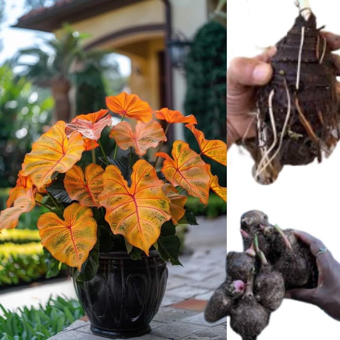 bulbo caladium Crimson Heartleaf (tinhorão)