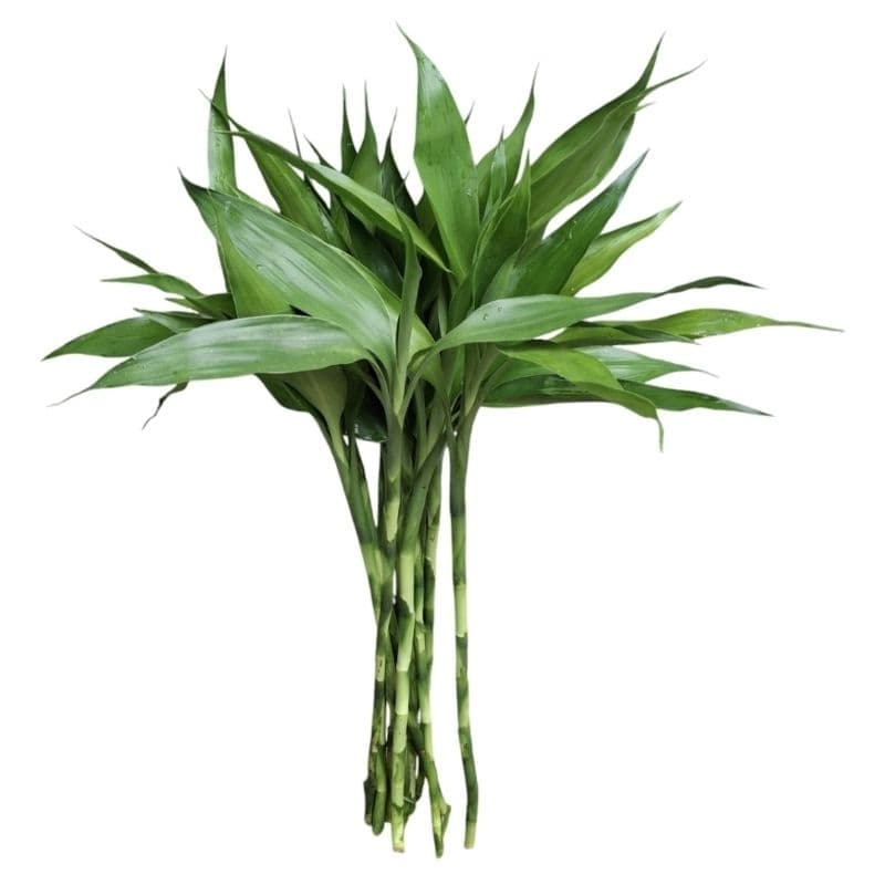 bambu da sorte  hastes 35cm +Hidrogel/NÃO INCLUI VASO/kit energia positiva