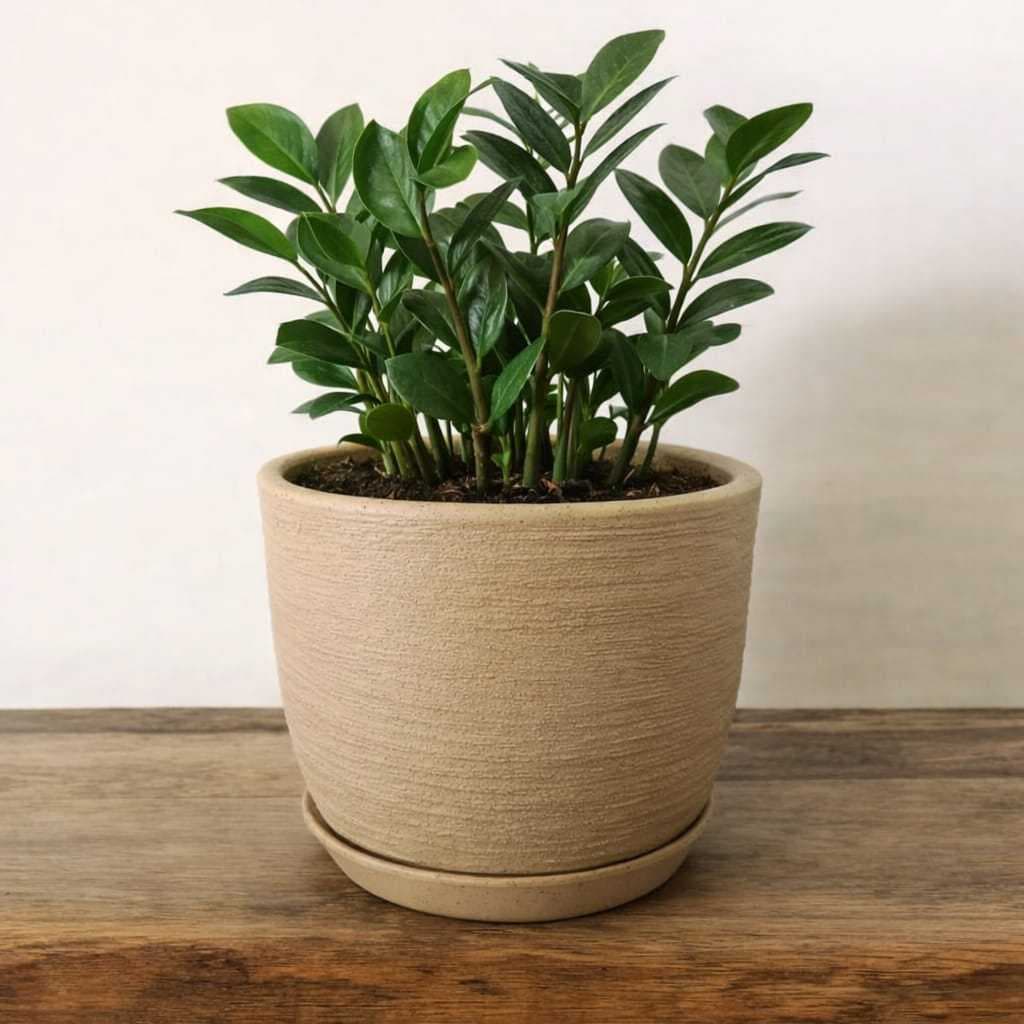 Vaso para Plantas e Flores Polietileno Decorativo Redondo Bojo 20x25 Grafiato Com Prato