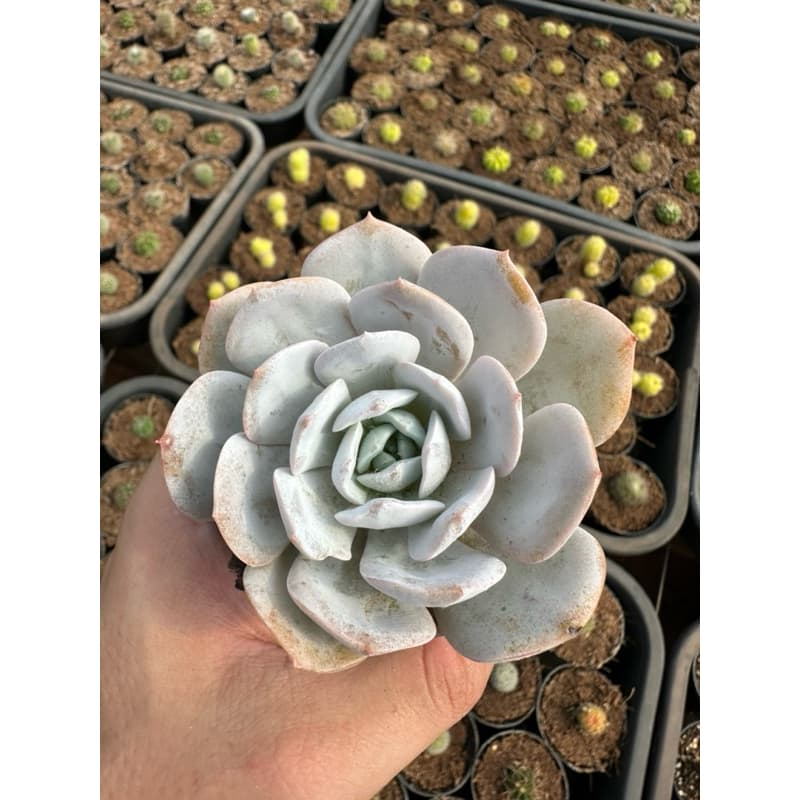 Suculenta híbrida lauii