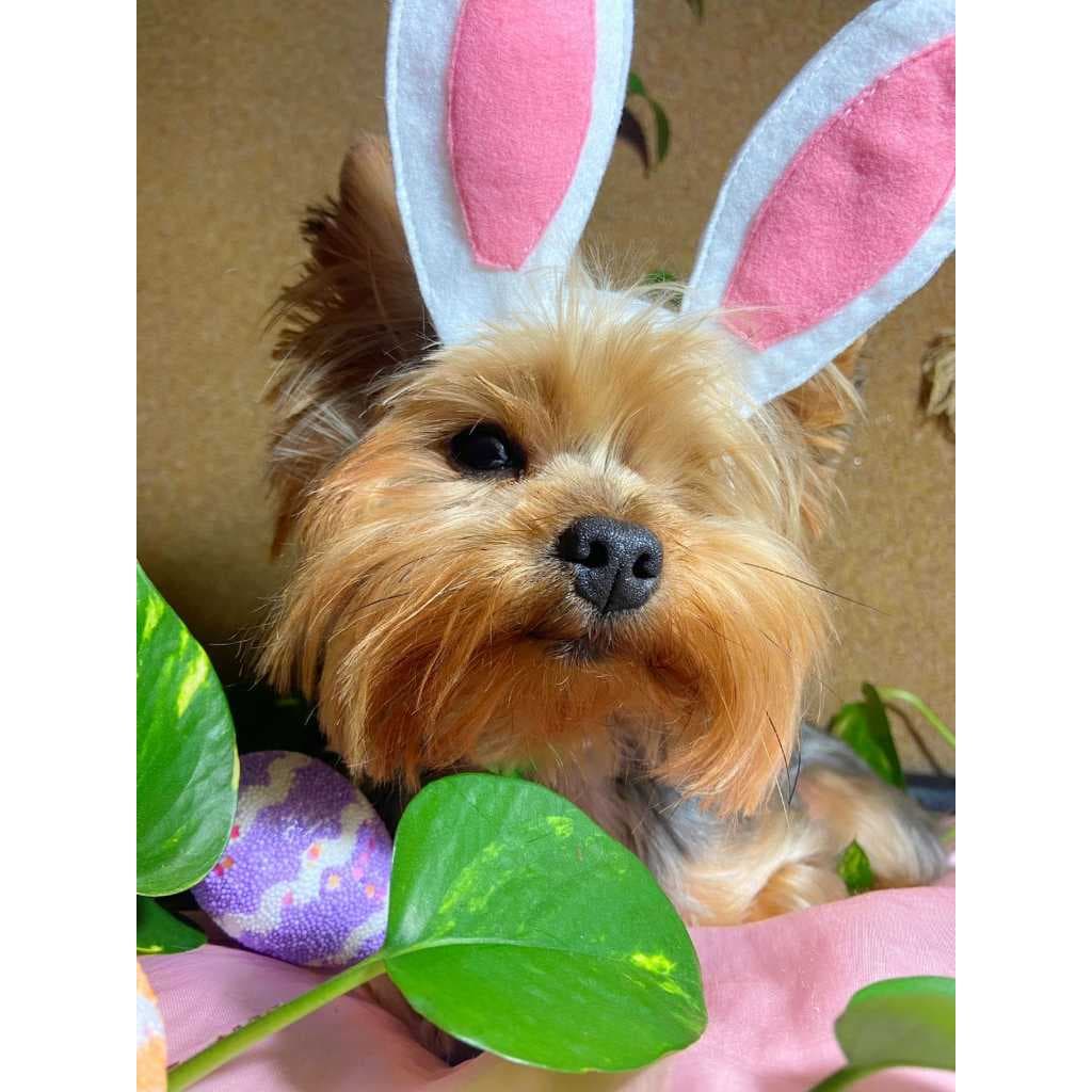 Orelha Coelho Acessório Páscoa Cachorro Gato Moda Pets Pescoço Tiara