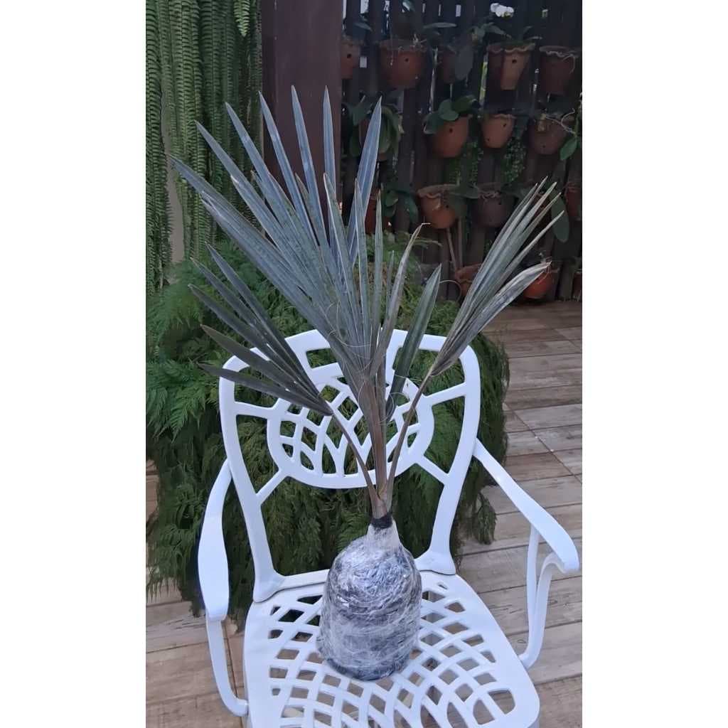 Muda de Palmeira Azul-Bismarckia Nobilis de 30 a 50 cm