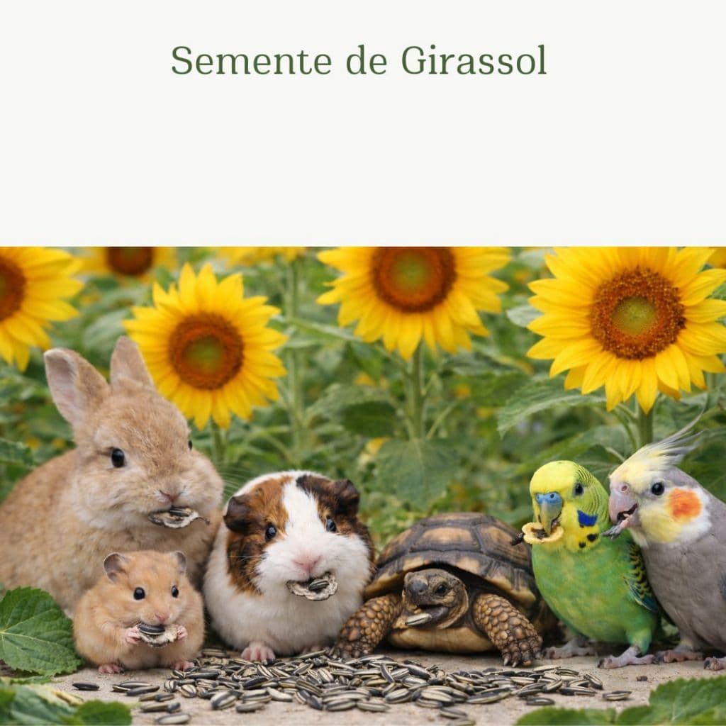 Petisco Natural de Girassol Gigante para Roedores e Aves Alimentação Saudável