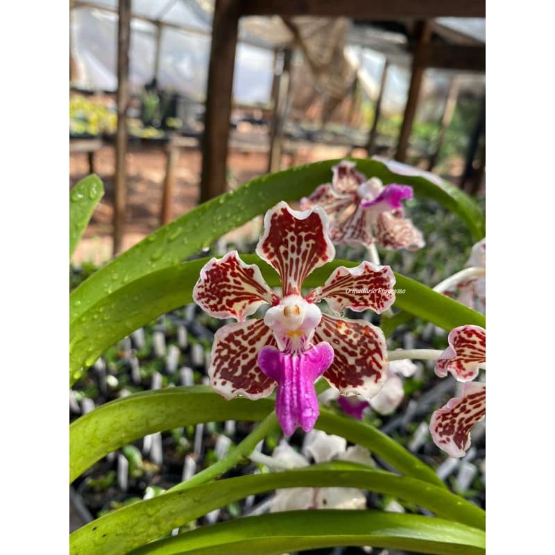 Orquídea Vanda Tricolor