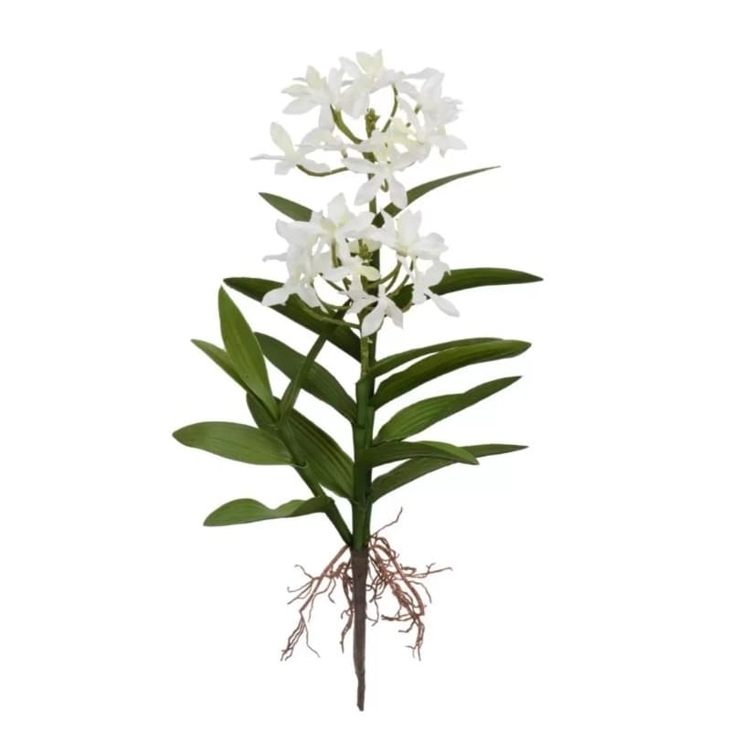 Orquídea Epidendrum Branca