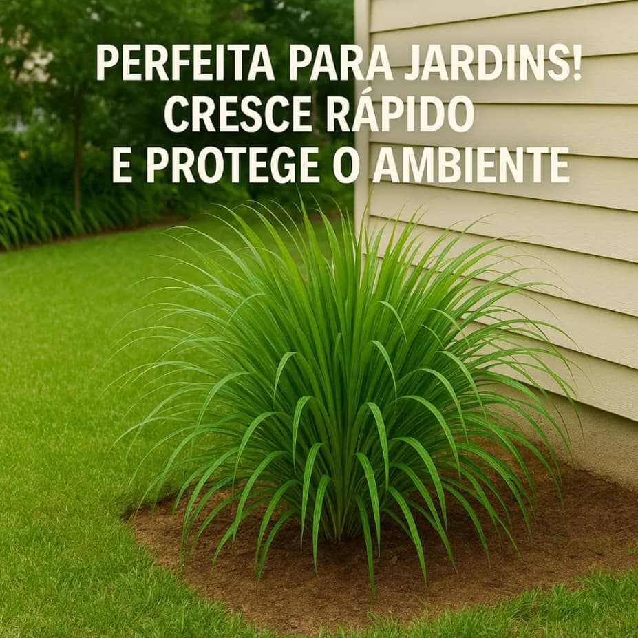 Kit 2 Mudas de Citronela Natural Repelente Eficaz Saudável Para Seu Jardim Casa Horta Varanda