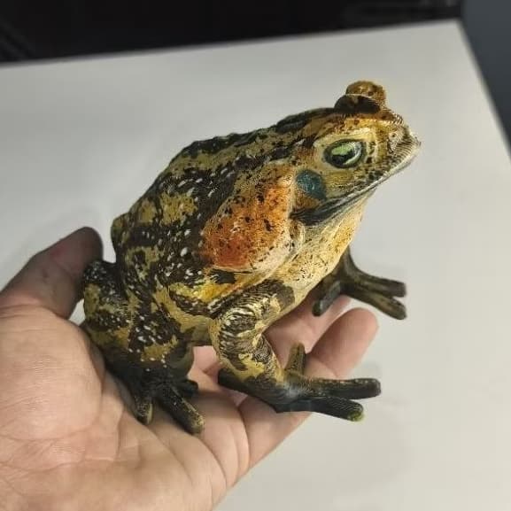Réplica Sapo Cururu Realista 12cm Figura Decorativa Colecionável