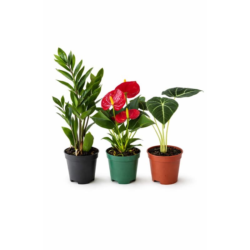 Kit 3 Plantas ornamentais Zamioculca Antúrio Alocasia Plantas Resistentes Decoração Apartamento Urban Jungle