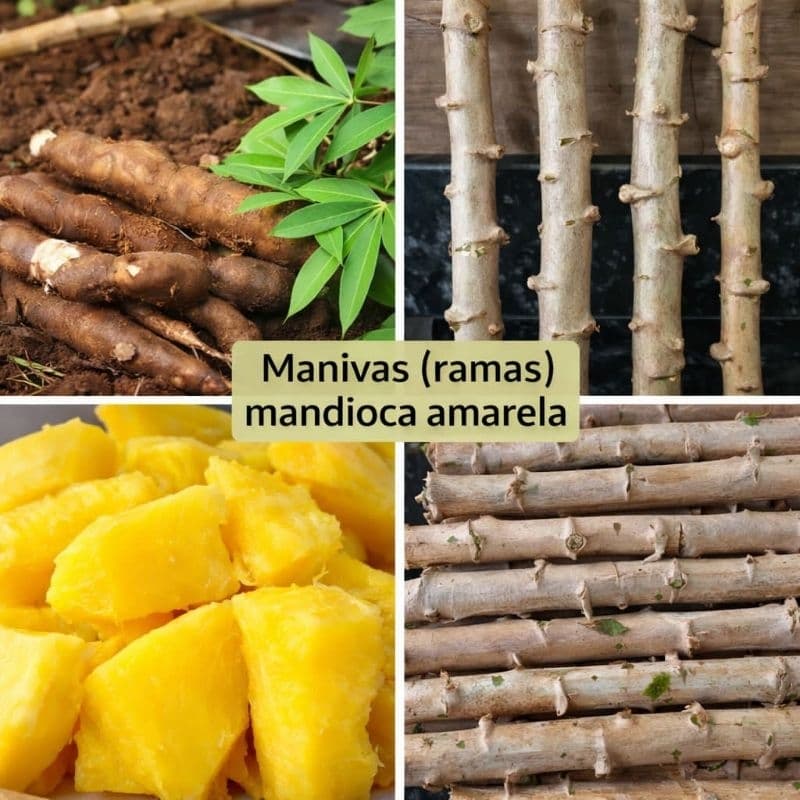 kit com 10, 25, 50 ou 75  manivas ramos de mandioca macaxeira aipim amarela de mesa frescas