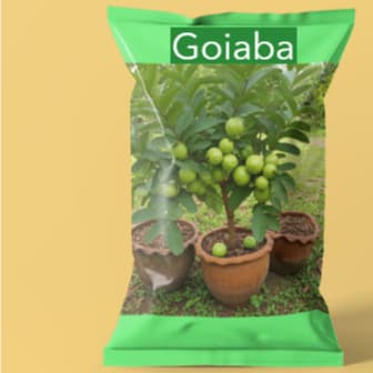 pacote sementes  de Goiaba Gigante para vasos II
