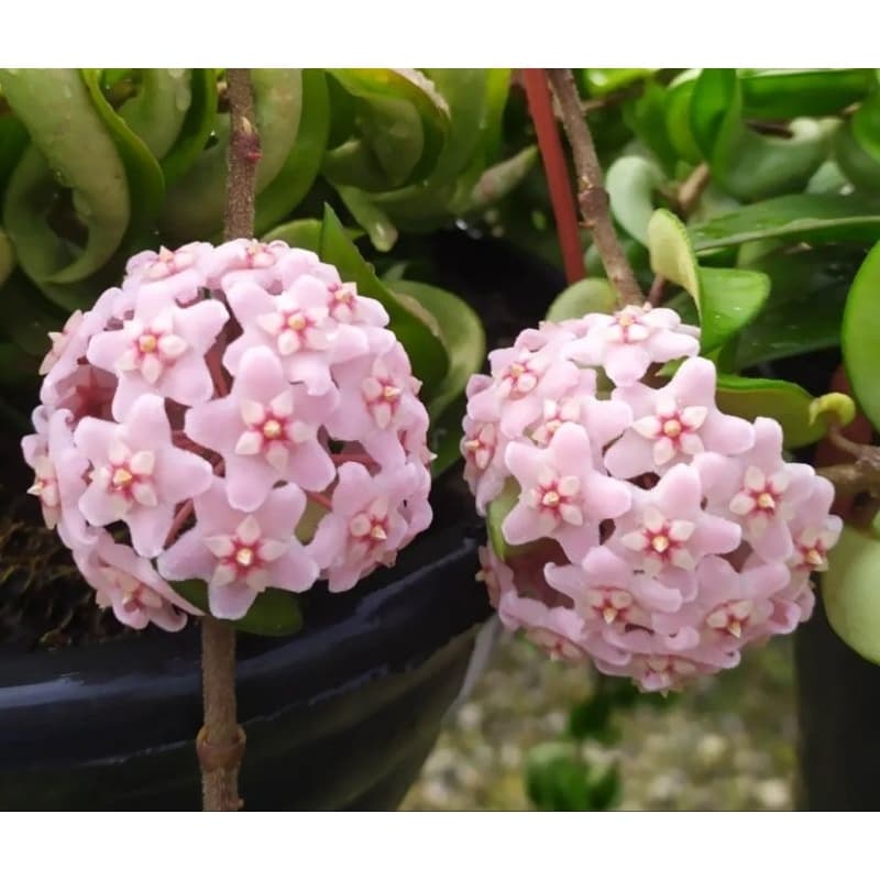 Flor de Cera Hoya Compacta Variegata 15cm