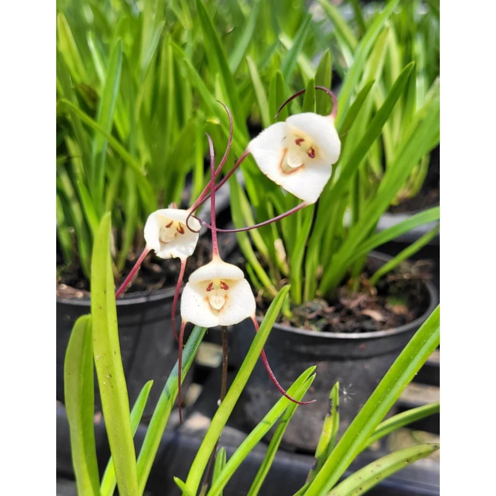 Orquidea Dracula Lotax - Cara de Macaco